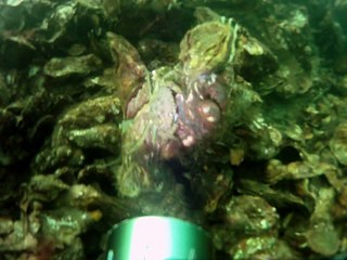 crépidules en Zélande