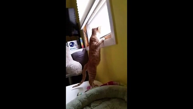 Orange Cat Fails To Hold Onto Window Sill - Video Dailymotion
