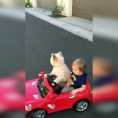 ¿Piensan que los perros no pueden guiar?