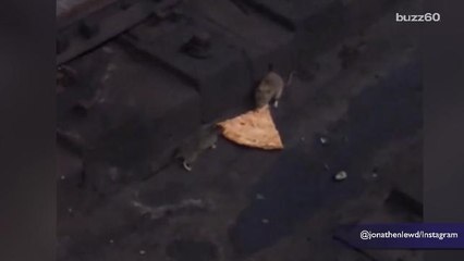 Pizza rat returns with video of 2 rats fighting over a slice