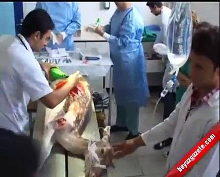 Dişi Geyik Eşi Tarafından Veterinerlik' Edildi