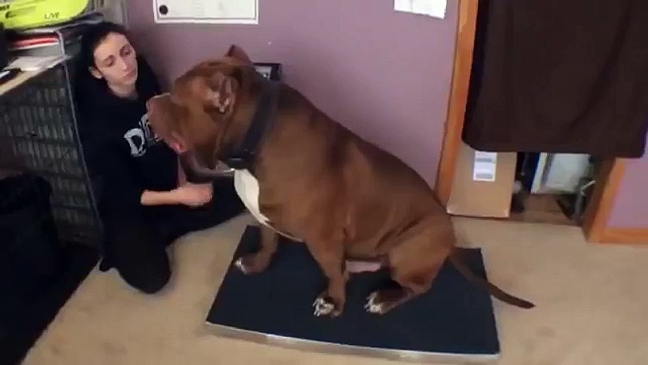 Perro pitbull pesa casi 180 libras