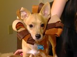 3 Easy & Inexpensive DIY Pet Halloween Costumes