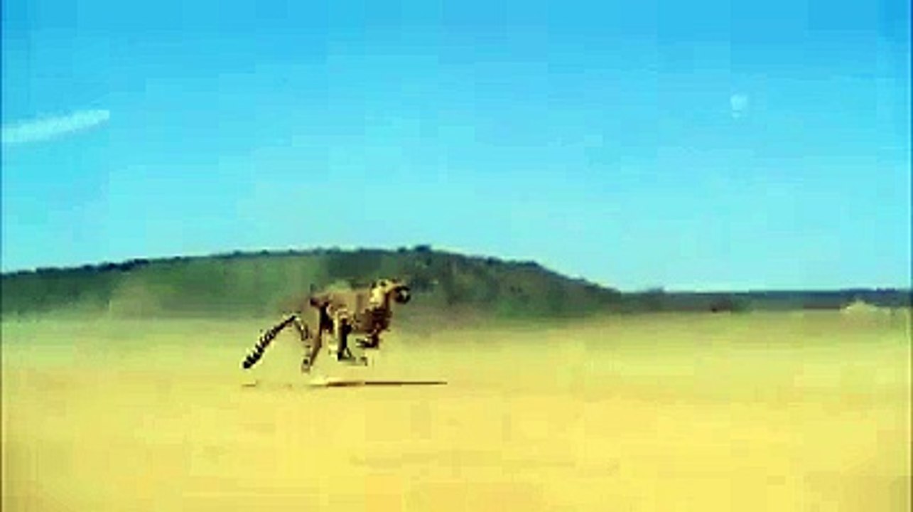 Cheetah Running Video