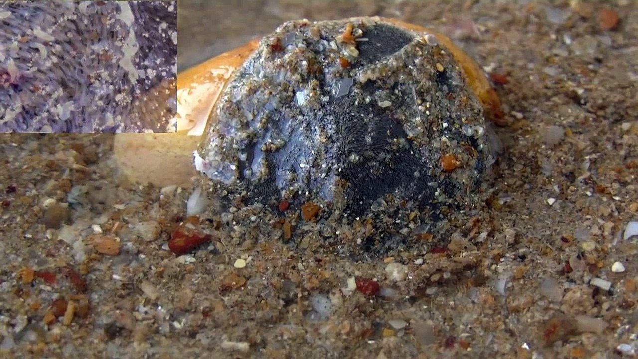 L'oursin plat est l'animal le plus lent du monde