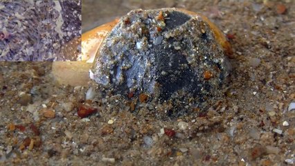 L'oursin plat est l'animal le plus lent du monde