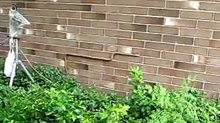 Düz duvara tırmanan yılan
