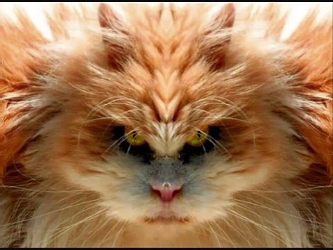 En komik ve sevimli kedi videoları derleme 2014