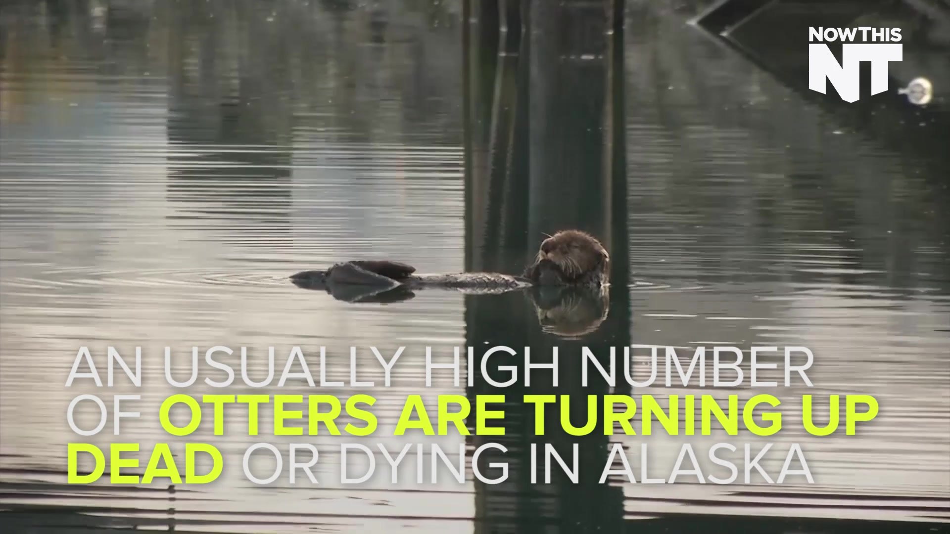 ⁣Alaska's Otters Are Dying In Large Numbers