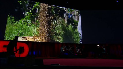 First 21 Days Of Bee's Life Revealed In Hypnotizing 60-Second Timelapse