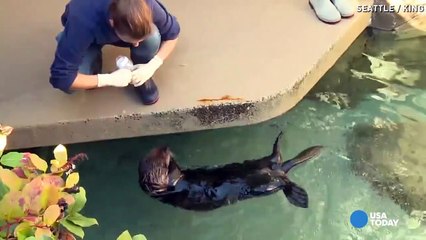 Adorable, asthmatic otter learns to use inhaler