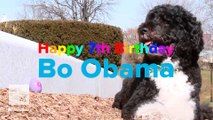 Happy birthday, Bo Obama: The first dog turns 7