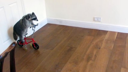 Melanie Raccoon riding bike-side angle