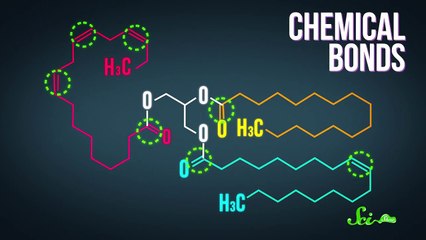 When You Burn Fat, Where Does it Go?