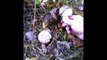 Сбор грибов в Орловщине, Грибы зонтики fungi Ukraine
