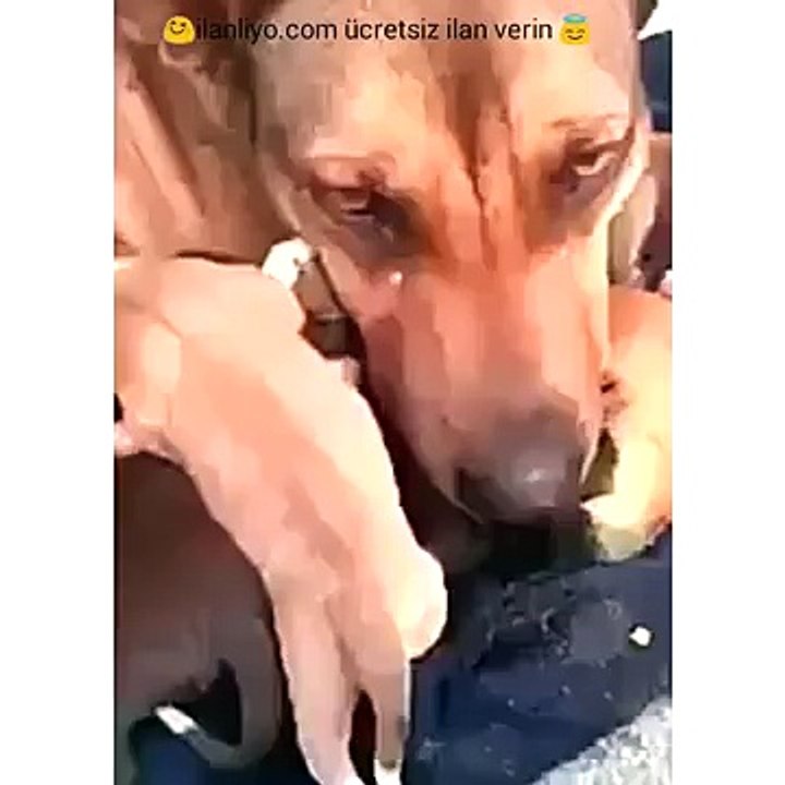 Yavruları kurtarıldığı için ağlayan köpek