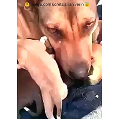 Yavruları kurtarıldığı için ağlayan köpek