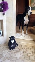 Great Dane restlessly waits for cat to finish shower