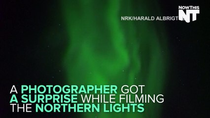Humpback Whales Under The Northern Lights Is A Beautiful Sight