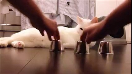 Wow ! Very smart cat !