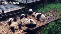 Panda Bear A Funny Panda And Cute Panda Videos Compilation || NEW HD