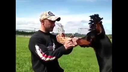 Профессиональный дрессировщик и доберман!