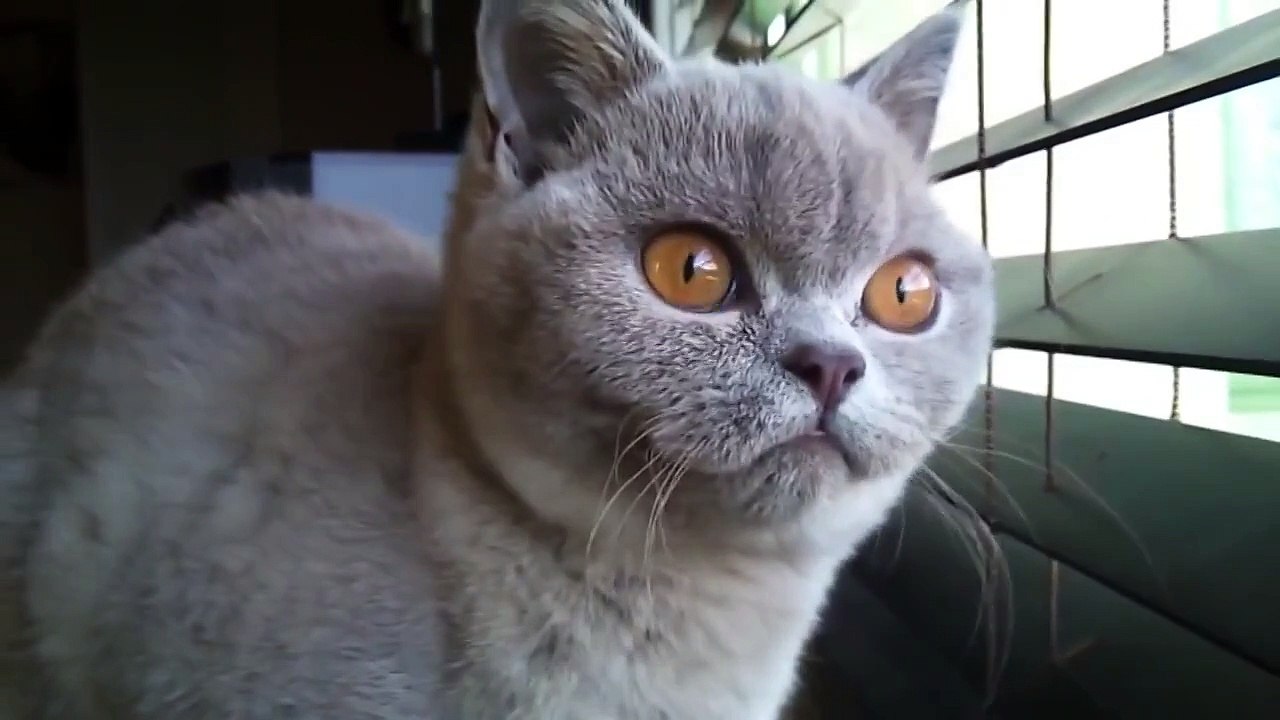Кот сломался!
