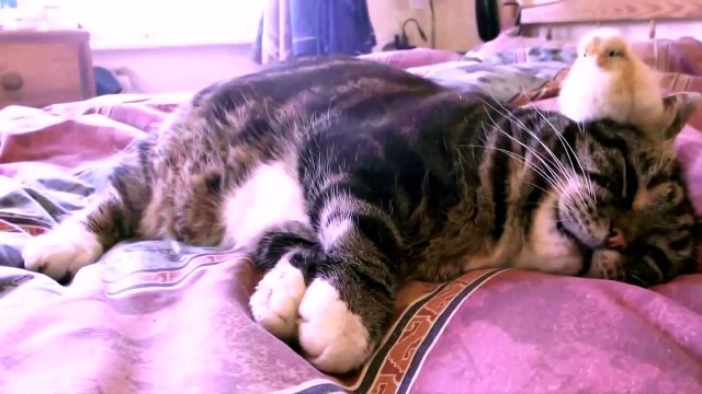 Кошка вместо мамы!