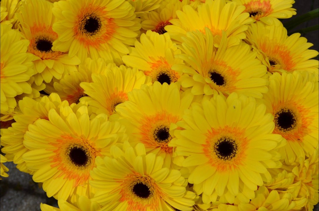 Foire aux Plants Toulon 2014 - Teaser Général - Remastered - 720p