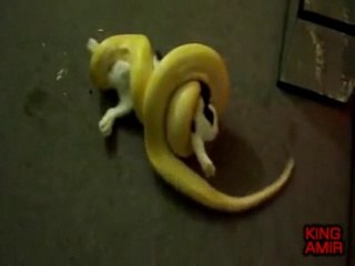 Snake Attack on Rabbit