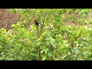 Ramphastos dicolorus - Tucano do Bico Verde