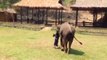 L'incroyable réaction d'un éléphant envers son soigneur