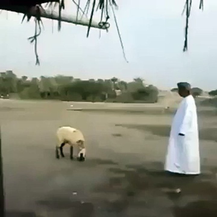 arabic style arab dance with goat