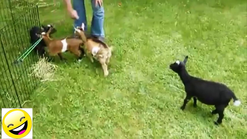 Videos de Risa Animales Perros y Gatos Chistosos