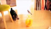 Yorkshire Terrier Makes A New Friend With A Bird