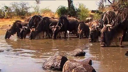 Antiloplar; Göç Yolundaki Casus