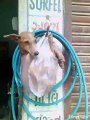 Bin Sajan Jhula Jhulu - Funny Dog Video(whatsapp9.com)