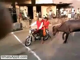 Noisy Bike Vs Buffalo - Friends Funny Masti Fail(whatsapp9.com)