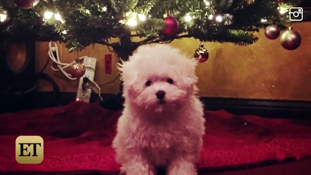 Demi Lovato and Wilmer Valderrama Devastated Over Unexpected Death of Puppy