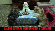 ✔Gatitos Festejando su Cumpleaños Videos chistosos de Gatos graciosos Compilacion 2014 201