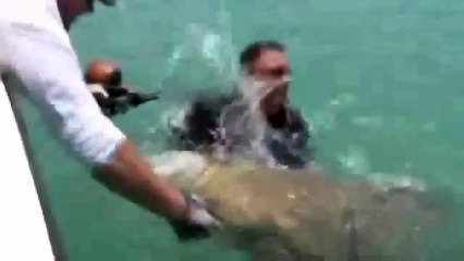 Animal Attack HDll 2015  animal Aggression 6 Attack of live animals