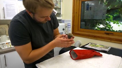 Cute baby hedgehogs sneezing