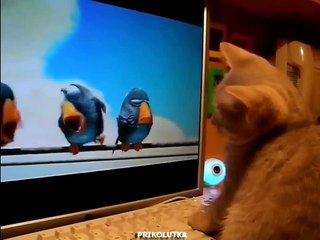 Котик смотрит мультик