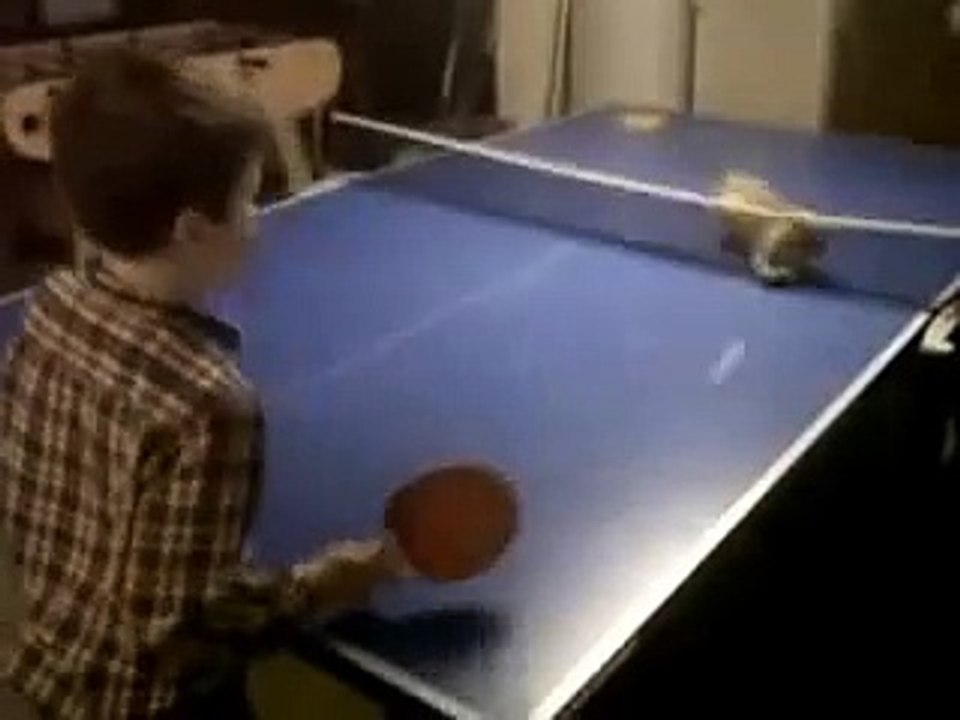 Cat playing ping pong