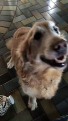 Dog reacts to her Cancer test results.