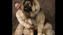 Top 10 Best and Biggest Guard Dogs in the World 2013
