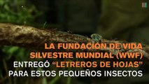 Para proteger la selva, estas hormigas protestaron con mensajes en miniatura