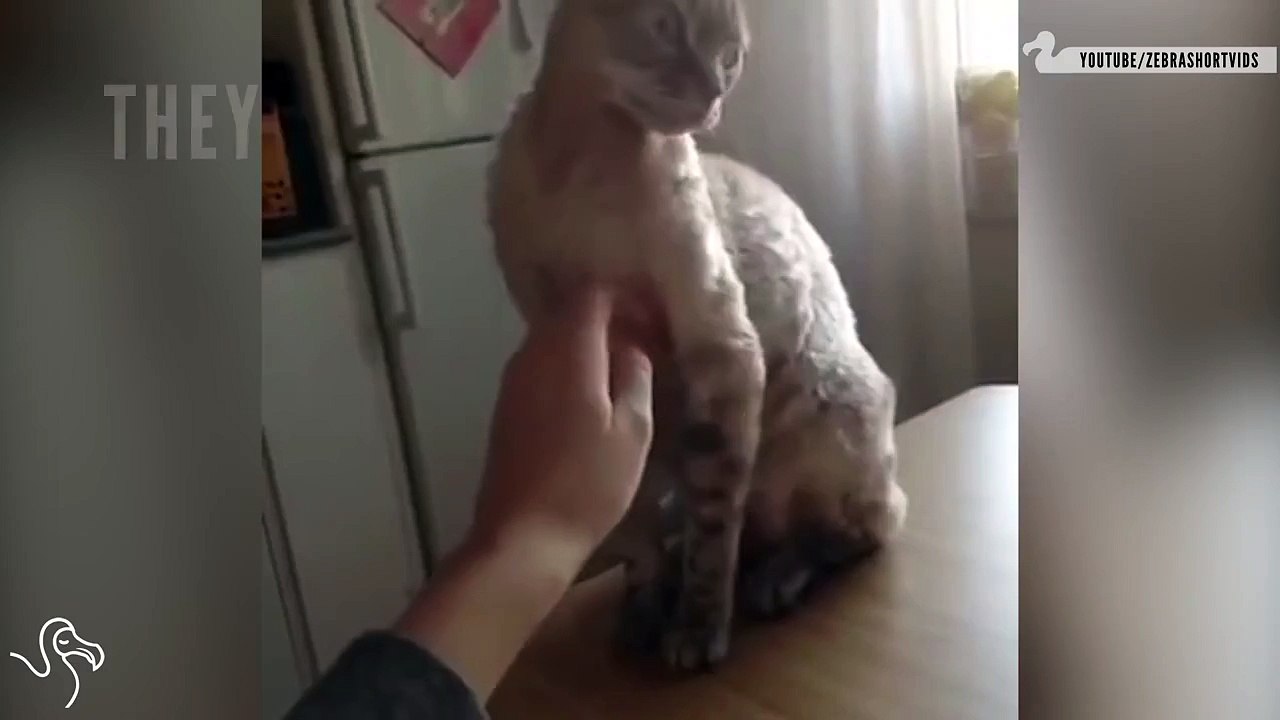 5 Ways To Tell If Your Cat Hates You