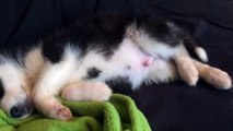 Dreaming husky puppy will melt your heart!
