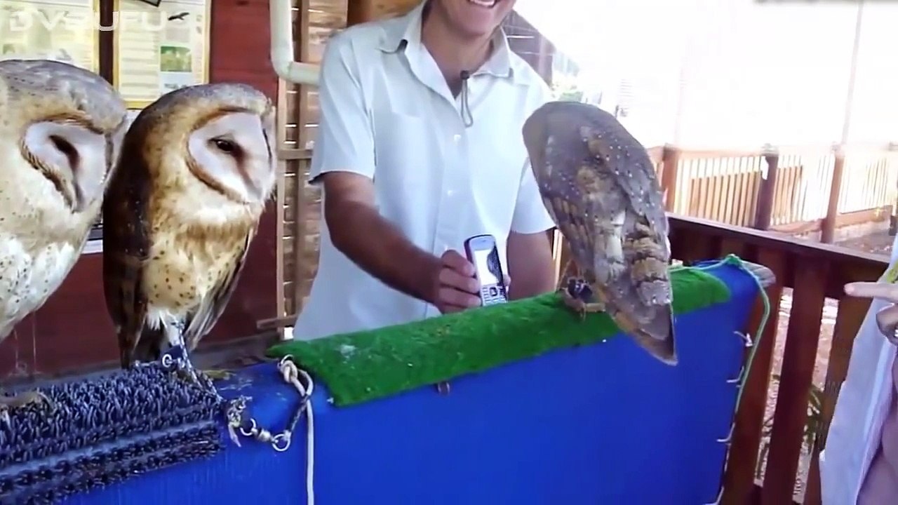 ANIMALES CHISTOSOS 2015 | Vídeos de risa de animales (Perros, Gatos y animales salvajes)